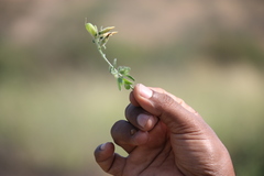 Crotalaria vestita
